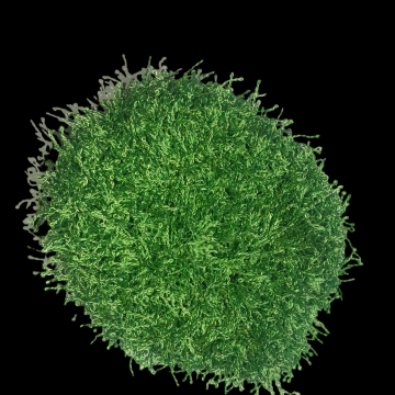 Polyester Scrubby